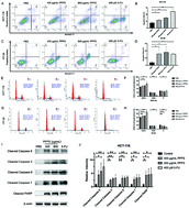 Graphical abstract: Anti-tumor activity of polysaccharides extracted from Pinus massoniana pollen in colorectal cancer- in vitro and in vivo studies