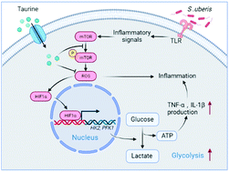Graphical abstract: Reduction of ROS-HIF1α-driven glycolysis by taurine alleviates Streptococcus uberis infection