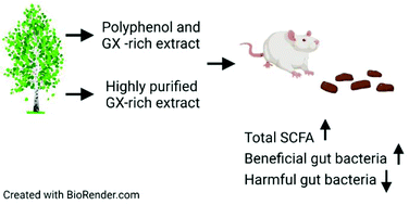 Graphical abstract: Gut microbiota can utilize prebiotic birch glucuronoxylan in production of short-chain fatty acids in rats