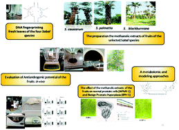 Graphical abstract: Anti-androgenic potential of the fruit extracts of certain Egyptian Sabal species and their genetic variability studies: a metabolomic-molecular modeling approach