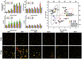 Graphical abstract: Oil bodies extracted from high-oil soybeans (Glycine max) exhibited higher oxidative and physical stability than oil bodies from high-protein soybeans