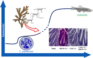 Graphical abstract: Structural characteristics of sulfated polysaccharides from Sargassum horneri and immune-enhancing activity of polysaccharides combined with lactic acid bacteria