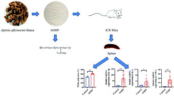 Graphical abstract: Characterization of Alpinia officinarum Hance polysaccharide and its immune modulatory activity in mice