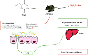 Graphical abstract: N-Acetylcysteine alleviates high fat diet-induced hepatic steatosis and liver injury via regulating the intestinal microecology in mice