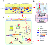 Graphical abstract: Platycodon grandiflorum root fermentation broth reduces inflammation in a mouse IBD model through the AMPK/NF-κB/NLRP3 pathway