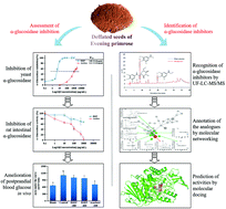 Graphical abstract: In situ net fishing of α-glucosidase inhibitors from evening primrose (Oenothera biennis) defatted seeds by combination of LC-MS/MS, molecular networking, affinity-based ultrafiltration, and molecular docking