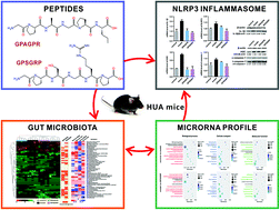 Graphical abstract: Novel anti-hyperuricemic hexapeptides derived from Apostichopus japonicus hydrolysate and their modulation effects on the gut microbiota and host microRNA profile