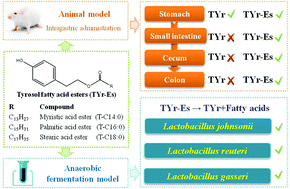 Graphical abstract: Distribution of tyrosol fatty acid esters in the gastrointestinal tracts of mice and their hydrolysis characteristics by gut microbiota