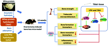 Graphical abstract: Evaluation of the anti-osteoporotic effect of a low-phenylalanine whey protein hydrolysate in an ovariectomized mice model