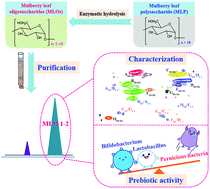 Graphical abstract: Preparation, structural characterization and prebiotic potential of mulberry leaf oligosaccharides