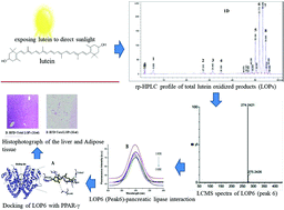 Graphical abstract: Antiobesity drug-likeness properties and pancreatic lipase inhibition of a novel low molecular weight lutein oxidized product, LOP6