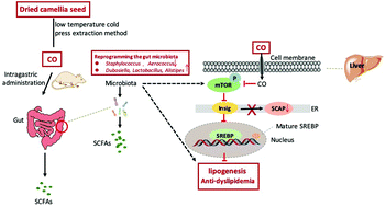Graphical abstract: Camellia (Camellia oleifera bel.) seed oil reprograms gut microbiota and alleviates lipid accumulation in high fat-fed mice through the mTOR pathway
