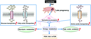 Graphical abstract: Leucine supplementation during late gestation globally alters placental metabolism and nutrient transport via modulation of the PI3K/AKT/mTOR signaling pathway in sows