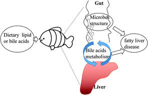 Graphical abstract: Protective effects of taurocholic acid on excessive hepatic lipid accumulation via regulation of bile acid metabolism in grouper