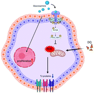 Graphical abstract: Glucosamine enhances proliferation, barrier, and anti-oxidative functions in porcine trophectoderm cells