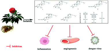 Graphical abstract: Anti-inflammatory, anti-angiogenetic and antiviral activities of dammarane-type triterpenoid saponins from the roots of Panax notoginseng