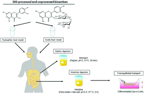 Graphical abstract: Investigating the effects of supercritical antisolvent process and food models on antioxidant capacity, bioaccessibility and transepithelial transport of quercetin and rutin