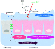 Graphical abstract: A β-N-acetylhexosaminidase Amuc_2109 from Akkermansia muciniphila protects against dextran sulfate sodium-induced colitis in mice by enhancing intestinal barrier and modulating gut microbiota