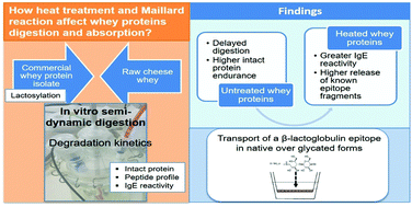 Graphical abstract: In vitro simulated semi-dynamic gastrointestinal digestion: evaluation of the effects of processing on whey proteins digestibility and allergenicity
