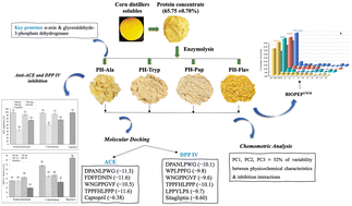 Graphical abstract: Corn distillers solubles as a novel bioresource of bioactive peptides with ACE and DPP IV inhibition activity: characterization, in silico evaluation, and molecular docking