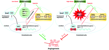 Graphical abstract: Biphasic effect of sulforaphane on angiogenesis in hypoxia via modulation of both Nrf2 and mitochondrial dynamics