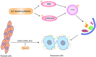 Graphical abstract: 4,4′-Dimethoxychalcone protects the skin from AAPH-induced senescence and UVB-induced photoaging by activating autophagy