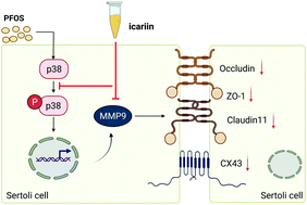 Graphical abstract: Icariin attenuates perfluorooctane sulfonate-induced testicular toxicity by alleviating Sertoli cell injury and downregulating the p38MAPK/MMP9 pathway