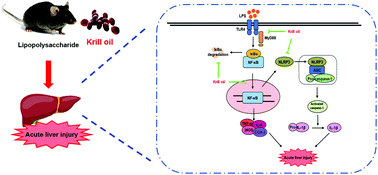 Graphical abstract: Krill oil prevents lipopolysaccharide-evoked acute liver injury in mice through inhibition of oxidative stress and inflammation