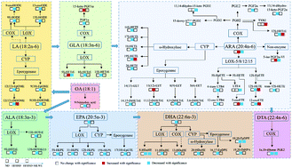 Graphical abstract: Lipid metabolism disorders and lipid mediator changes of mice in response to long-term exposure to high-fat and high sucrose diets and ameliorative effects of mulberry leaves