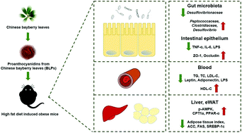 Graphical abstract: Proanthocyanidins from Chinese bayberry leaves reduce obesity and associated metabolic disorders in high-fat diet-induced obese mice through a combination of AMPK activation and an alteration in gut microbiota