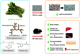 Graphical abstract: A water soluble extract of radish greens ameliorates high fat diet-induced obesity in mice and inhibits adipogenesis in preadipocytes