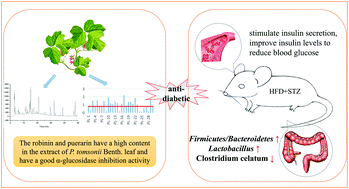 Graphical abstract: Glycosides and flavonoids from the extract of Pueraria thomsonii Benth leaf alleviate type 2 diabetes in high-fat diet plus streptozotocin-induced mice by modulating the gut microbiota