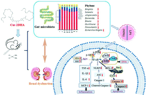 Graphical abstract: Docosahexaenoic acid-acylated curcumin diester alleviates cisplatin-induced acute kidney injury by regulating the effect of gut microbiota on the lipopolysaccharide- and trimethylamine-N-oxide-mediated PI3K/Akt/NF-κB signaling pathway in mice