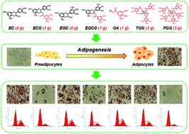 Graphical abstract: The galloyl moiety enhances inhibitory activity of polyphenols against adipogenic differentiation in 3T3-L1 preadipocytes