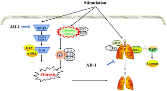 Graphical abstract: Antifibrotic effect of AD-1 on lipopolysaccharide-mediated fibroblast injury in L929 cells and bleomycin-induced pulmonary fibrosis in mice