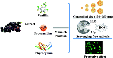 Graphical abstract: Facile synthesis of food-grade and size-controlled nanocarriers based on self-assembly of procyanidins and phycocyanin
