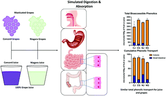 Graphical abstract: Bioaccessibility, gut microbial metabolism and intestinal transport of phenolics from 100% Concord grape juice and whole grapes are similar in a simulated digestion and fecal fermentation model