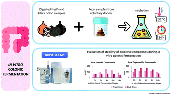 Graphical abstract: Effects of colonic fermentation on the stability of fresh and black onion bioactives