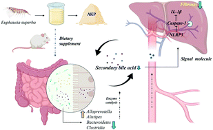 Graphical abstract: Antarctic krill peptide alleviates liver fibrosis via downregulating the secondary bile acid mediated NLRP3 signaling pathway