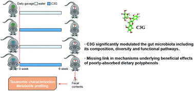 Graphical abstract: Protective role of bayberry extract: associations with gut microbiota modulation and key metabolites