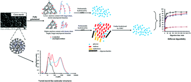 Graphical abstract: Mutual interactions between α-amylase and amyloglucosidase in the digestion of starch with distinct chain-length distributions at a fully gelatinized state