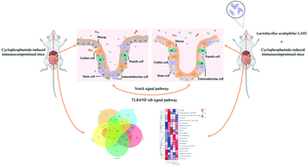 Graphical abstract: Lactobacillus acidophilus LA85 ameliorates cyclophosphamide-induced immunosuppression by modulating Notch and TLR4/NF-κB signal pathways and remodeling the gut microbiota