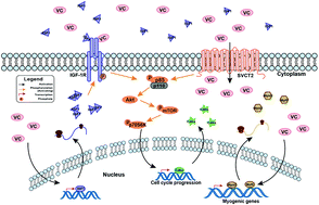 Graphical abstract: Vitamin C enhances the ex vivo proliferation of porcine muscle stem cells for cultured meat production