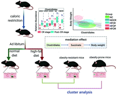 Graphical abstract: Calorie restriction on normal body weight mice prevents body weight regain on a follow-up high-fat diet by shaping an obesity-resistant-like gut microbiota profile