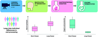 Graphical abstract: Chewing differences in consumers affect the digestion and colonic fermentation outcomes: in vitro studies