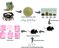 Graphical abstract: Chitosan oligosaccharides exert neuroprotective effects via modulating the PI3K/Akt/Bcl-2 pathway in a Parkinsonian model