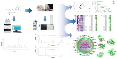 Graphical abstract: Tissue lipidomics, network pharmacology, and molecular docking to explore the therapeutic mechanism of anthocyanins from Lycium ruthenicum Murr. against gouty arthritis