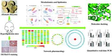 Graphical abstract: Network pharmacology combined with metabolomics and lipidomics to reveal the hypolipidemic mechanism of Alismatis rhizoma in hyperlipidemic mice