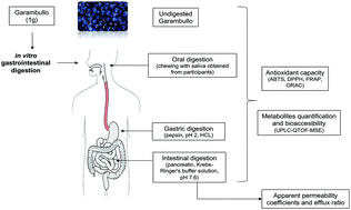 Graphical abstract: Garambullo (Myrtillocactus geometrizans): effect of in vitro gastrointestinal digestion on the bioaccessibility and antioxidant capacity of phytochemicals