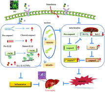 Graphical abstract: Protective role of Siberian onions against toxin-induced liver dysfunction: an insight into health-promoting effects